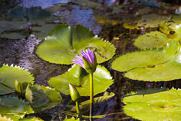 Image showing blue  water lily