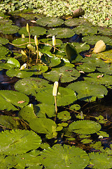 Image showing water lily in small pond