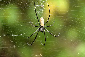 Image showing Nephila pilipes, big spider, Bali, Indonesia