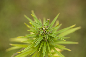 Image showing Field of Cannabis plants 