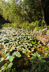 Image showing flora on indonesian pond