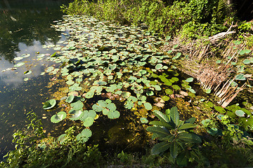 Image showing flora on indonesian pond
