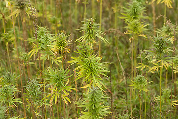 Image showing Field of Cannabis plants 