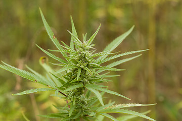 Image showing Field of Cannabis plants 