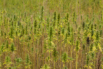 Image showing Field of Cannabis plants 