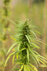Image showing Field of Cannabis plants 
