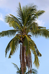 Image showing coco-palm tree against blue sky