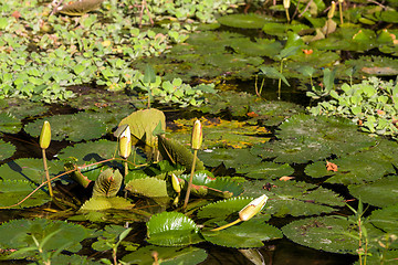 Image showing water lily in small pond