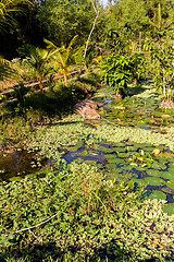 Image showing water lily in small pond