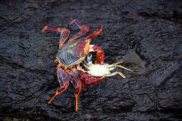 Image showing Crab eating another crab