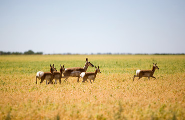 Image showing Pronghorn Antelope Family