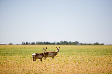 Image showing Two Prairie Antelope