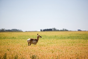 Image showing Prairie Antelope