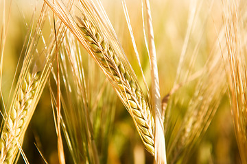 Image showing Wheat Head Detail