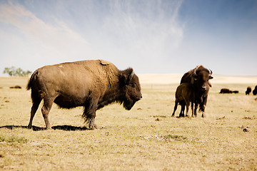 Image showing Bison