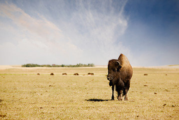 Image showing Buffalo