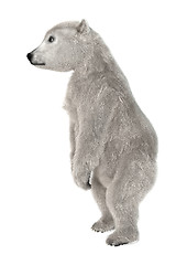 Image showing Polar Bear Cub