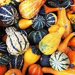Image showing Gourds of different shapes and colors