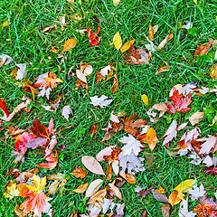 Image showing Colorful autumn leaves on green lawn