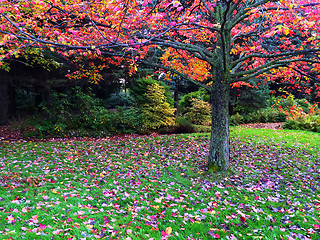 Image showing Vibrant autumn landscape