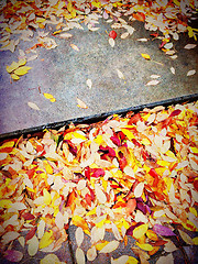 Image showing Bright orange leaves on stone steps