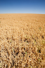 Image showing Pea Field