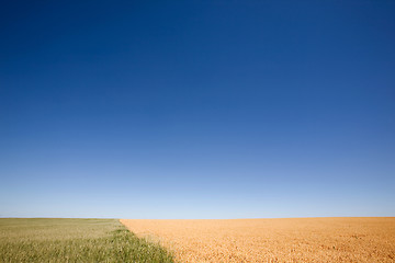 Image showing Wheat and Peas Contrast
