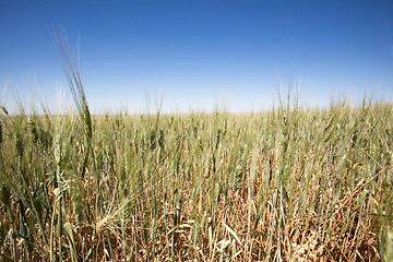 Image showing Wheat Field Landscape