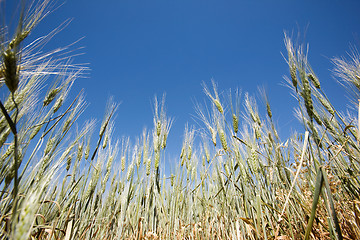 Image showing Wheat Detail