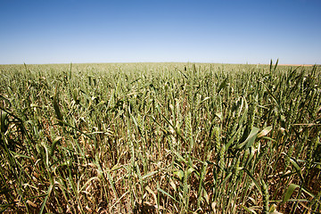 Image showing Wheat Close UP