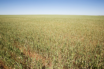 Image showing Wheat Field