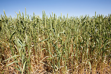 Image showing Wheat Close UP