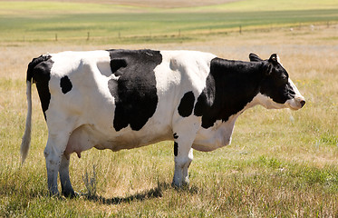 Image showing Unamused Holstein Cow