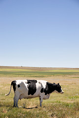 Image showing Cow Swatting Flies