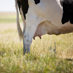 Image showing Cow Swatting Flies