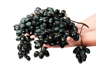 Image showing Two hands holding a bunch of dark grapes