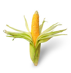 Image showing Partially peeled ear of corn