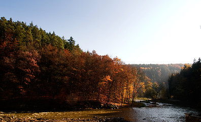Image showing Dark Autumn Forest