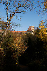 Image showing Golden Forest