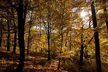 Image showing Golden Forest