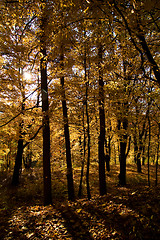 Image showing Golden Forest