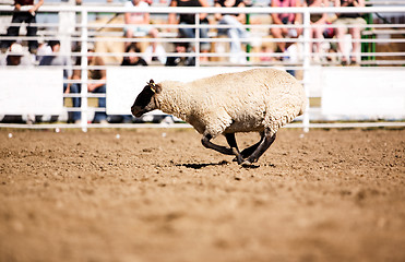 Image showing Running Sheep