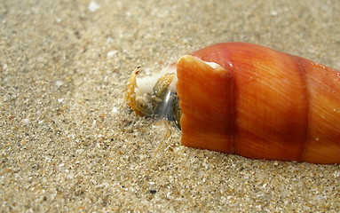 Image showing Marine life detail