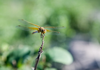 Image showing Orange Dragon Fly