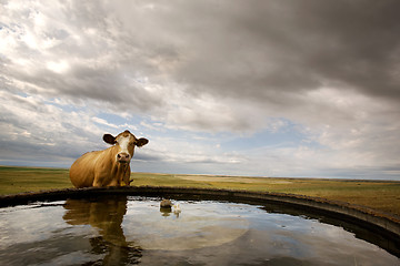 Image showing Water Bowl