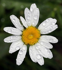 Image showing Oxeye Daisy