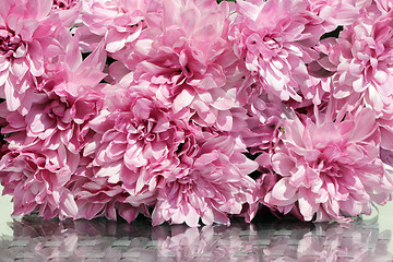 Image showing Pink Asters