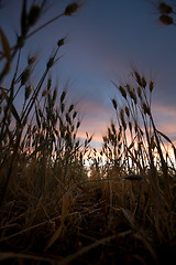Image showing Wheat Field Sunset