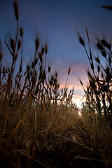 Image showing Wheat Field Sunset