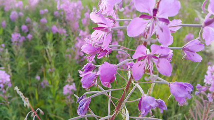 Image showing Fireweed (Epilobium angustifolium) in bloom